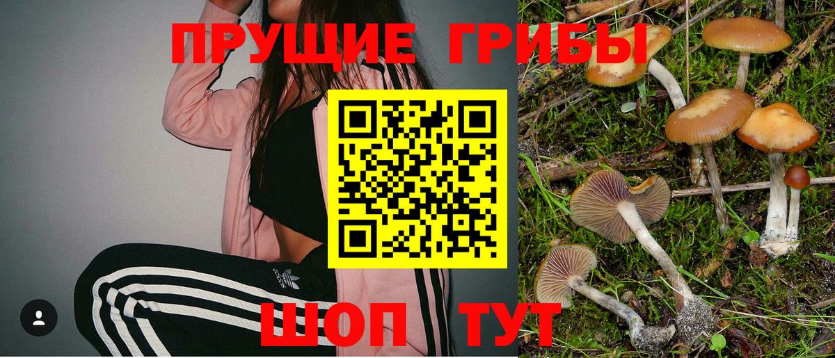 Галлюциногенные грибы Psilocybine cubensis Красногорск